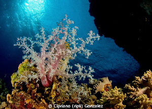 snowcapped coral :) by Cipriano (ripli) Gonzalez 